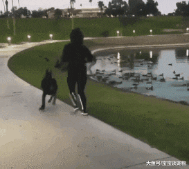 有些主人出门遛狗是这样的，隔着屏幕都觉得疼！