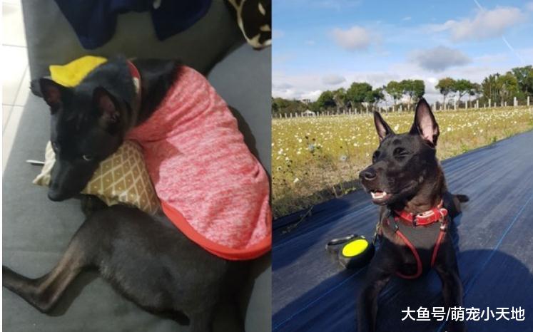 專業拆門工的屁汪把自己關浴室，用嘴扯爆通風口逃出：好累