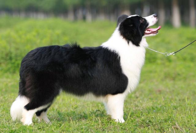 養邊境牧羊犬，需要付出5個代價，看完你還敢養嗎？