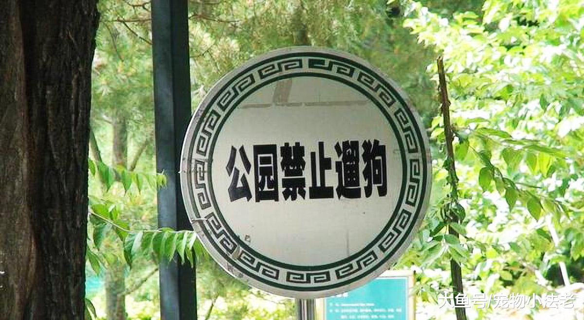 很多城市频频出现“禁犬令”，众多铲屎官谈虎色变，这事你怎么看