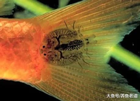 下列这些疾病某些观赏鱼轻易不会患上，我们可以放心来饲养