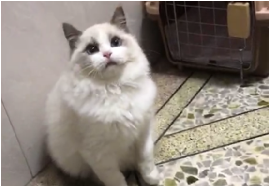 家有布偶，像有了個女朋友，鏟屎官的生活的確精彩無比