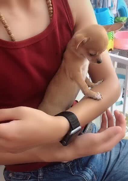 主人打自己的手臂，小狗疼得嗷嗷叫，戏精上线，拦不住了