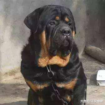 被无良商家培育的“畸形犬”，看着威武勇猛，实际上却只是花架子