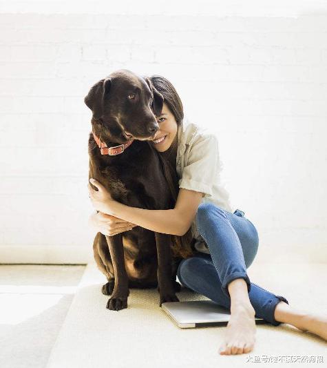 當拉布拉多犬出現這5個動作的時候，表明它已經離不開你了！
