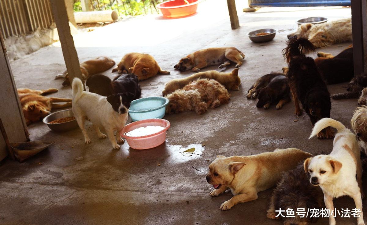 男子花光积蓄，用20年收养了1000只流浪狗，如今他怎么样了？