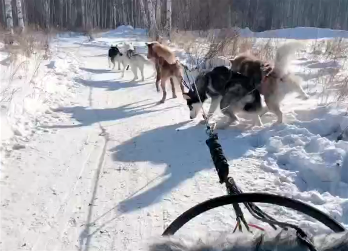 二哈拉雪橇時上廁所，兩只前腿撐地奔跑，網友：這二哈真純……