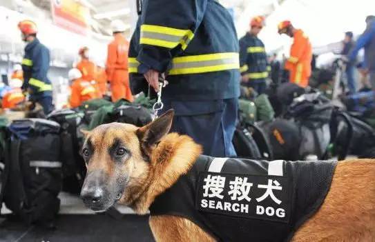 人品爆表！流浪狗自己找工作，还混了个公务员当！