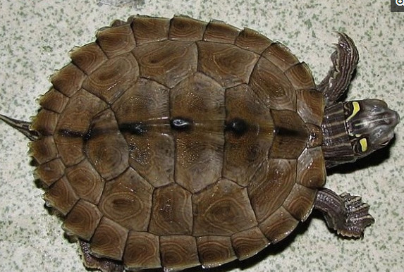 长相奇特的地图龟，如今正慢慢的消失在人类的视线中！