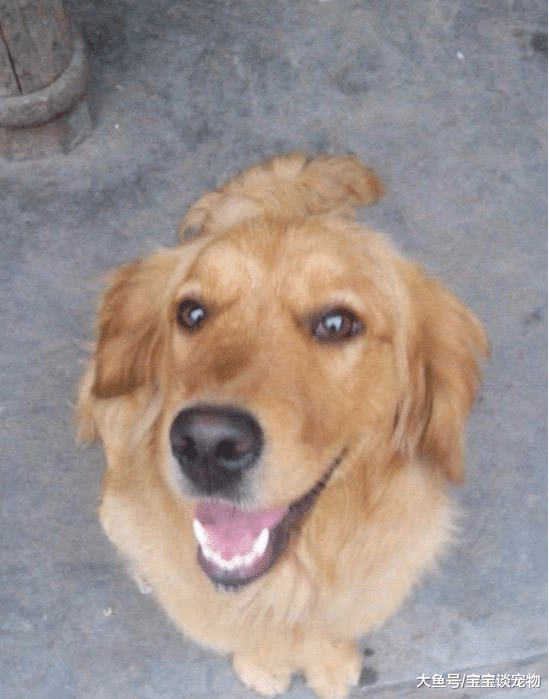 养了6年的金毛突然发疯将主人咬成重伤！主人看到眼前一幕，竟一把抱住金毛哭了