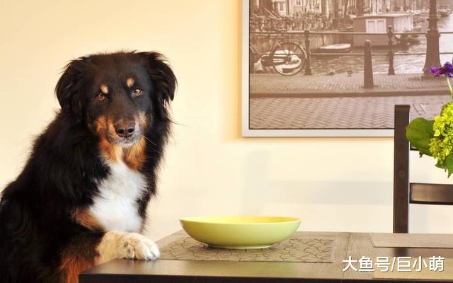 狗狗身上出现这6种情况，这是它在提醒主人，自己已经快忍不住了