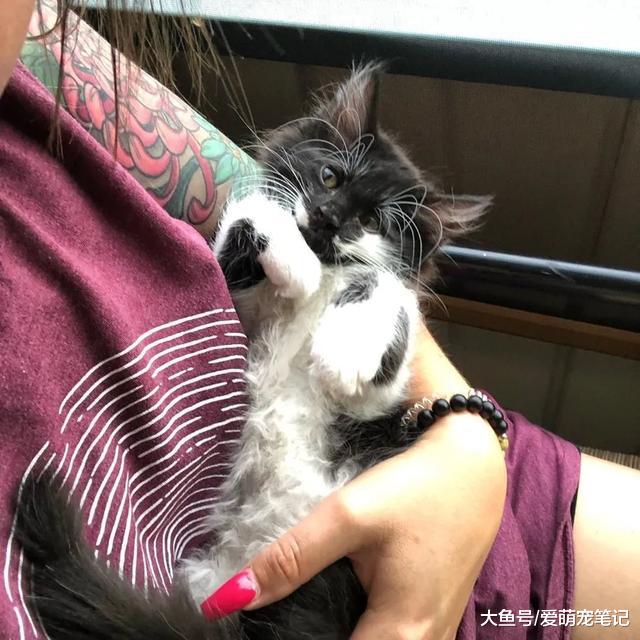小猫从险境被救后，结果养成了与主人拥抱的习惯，感恩方式好暖心