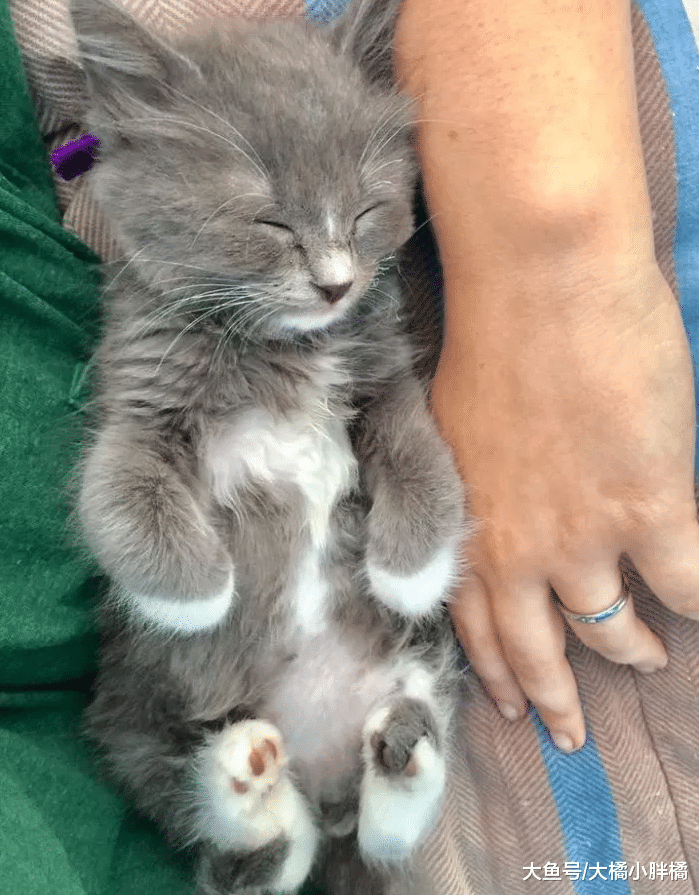 小猫害怕治疗，另一只猫主动上前安慰，从此结下彼此一生的缘分