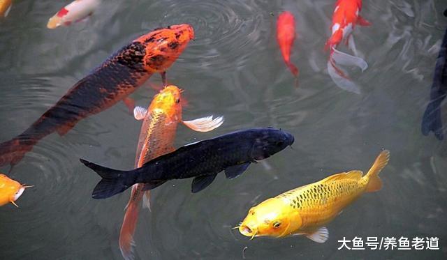 黑色的錦鯉能辟邪嗎，還是先看看能不能養活再說吧！