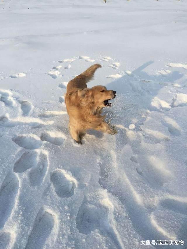 金毛出生以来第一次见雪，在雪地里干的这些事，简直蠢哭了！