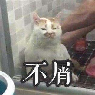 有这5个表现的猫咪，说明它已经讨厌你了，小心它会离家出走！