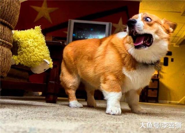 辟谣，短腿柯基也会患有关节炎吗？过度肥胖正是导致骨骼病的主因