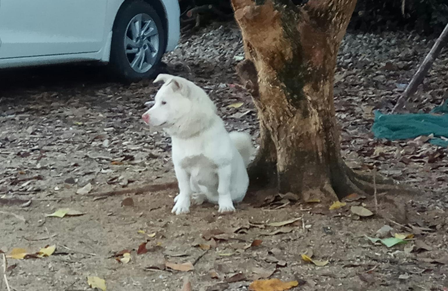 狗狗兄弟哥倆好，結果遇到麻煩了，既心疼又搞笑