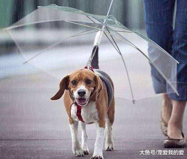 某男子发明了遛狗神器，越来越高大尚了，狗狗：我可能遇到假主人