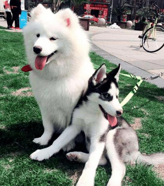 哈士奇和萨摩耶好上了, 生下一只哈耶, 主人每天都被它的微笑治愈