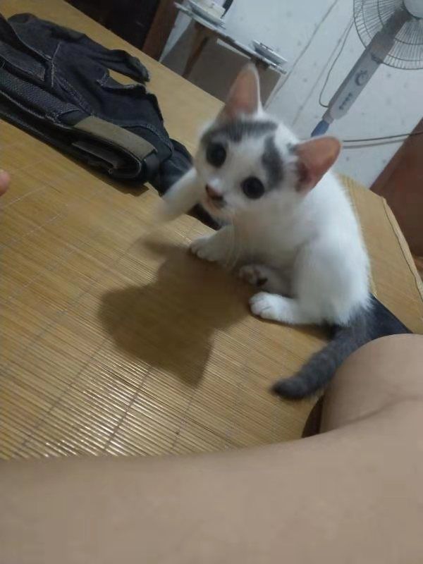 别人家的猫不是睡觉就是玩逗猫棒，我的猫咪却总是“偷看主人”