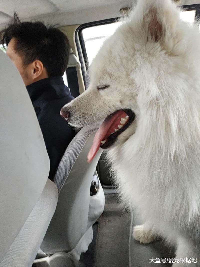 萨摩耶和主人走失后，竟自己去警局报警，蹭吃蹭喝还坐警察大腿