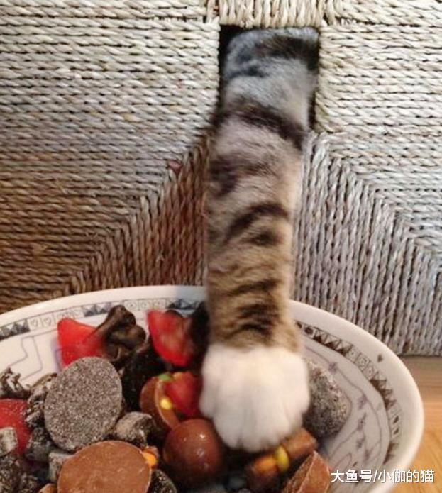 猫小偷也分类型？快来看看你家主子属于哪类