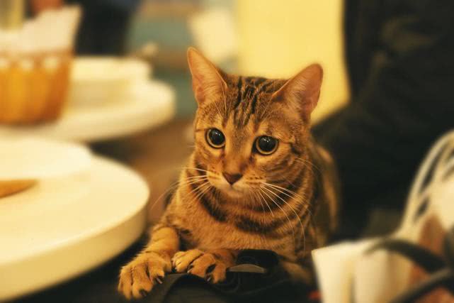 致铲屎官: 如何教育猫咪? 可以打它们, 但一定要用对方法!
