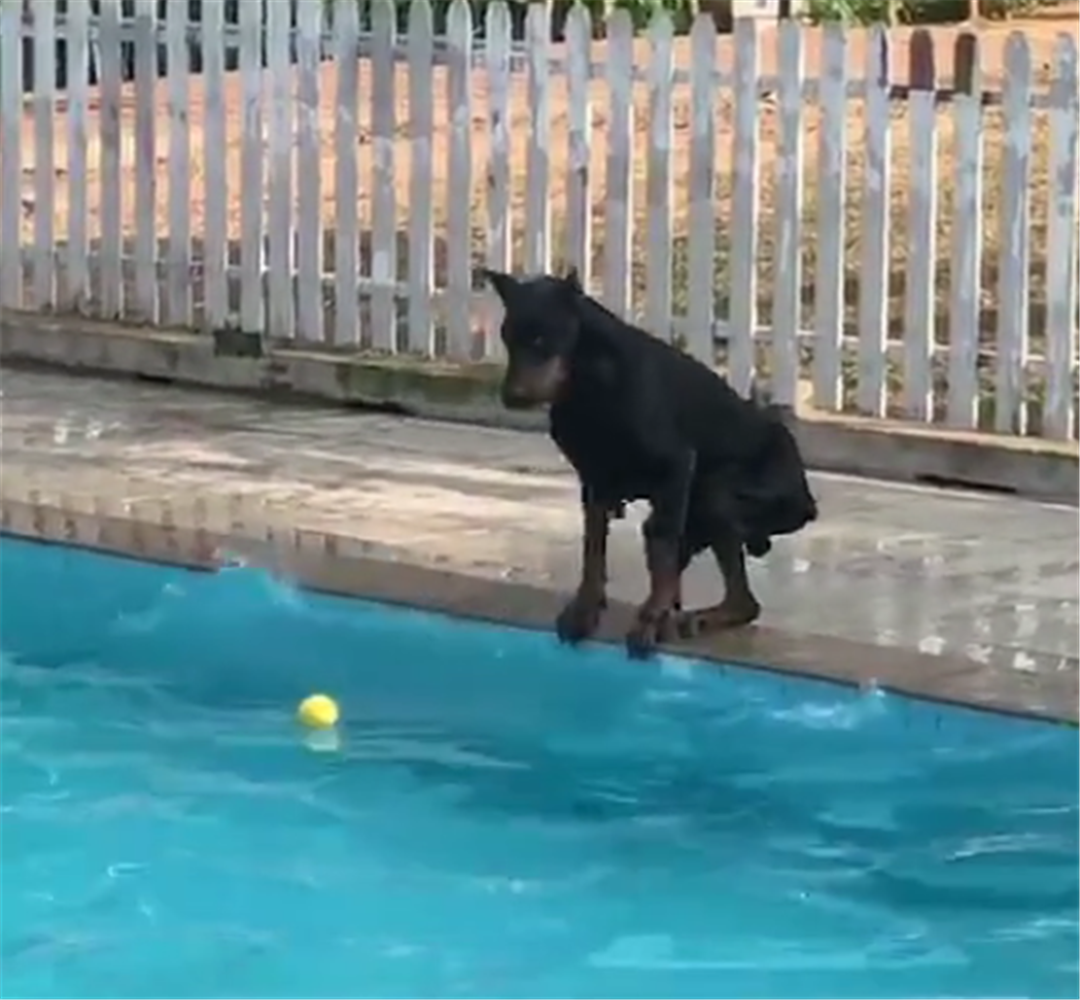 网球落入游泳池，猛犬在池边用爪子不停刨水，最后的结局亮了……
