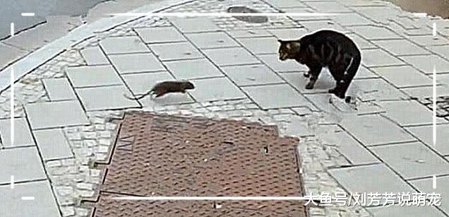 猫咪路过下水道，突然从里面跑出一只小老鼠，猫咪的反应让人笑喷