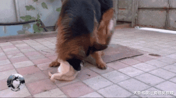 德牧最近很心塞，被“小不点”当成了妈，因为很有安全感吧