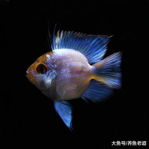 比七彩和燕魚還要難養的一種小觀賞魚，魚友們敢挑戰嗎？