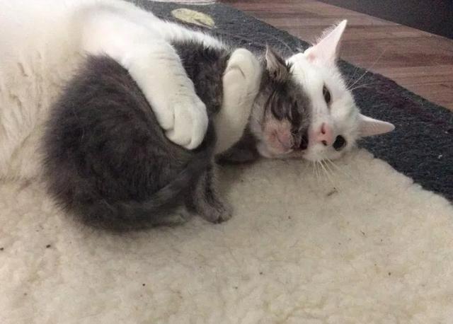 流浪猫咪“本尼”，养育了很多流浪猫，只有经历了苦难，才更懂爱
