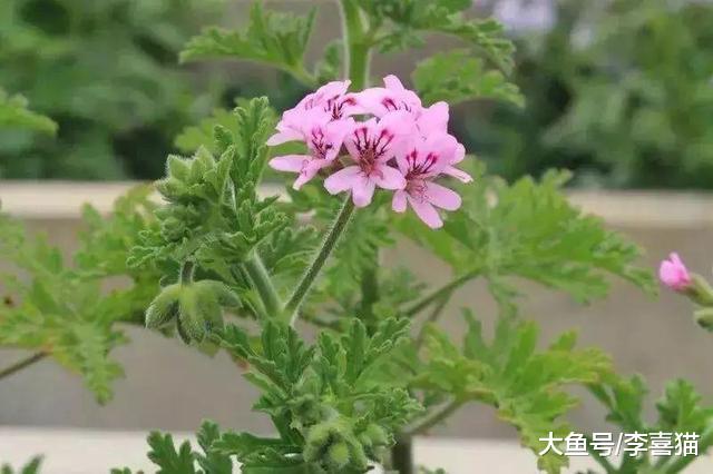 养猫需彻底远离蚊香，只因菊酯会伤害爱猫，巧用三点技巧也能驱蚊