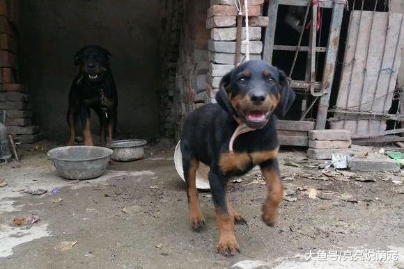 妈妈退居二线，罗威纳已经扛起看门的“大旗”，它很负责任