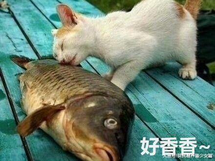 辟谣：猫咪天生爱吃鱼，这真是个天大的误会