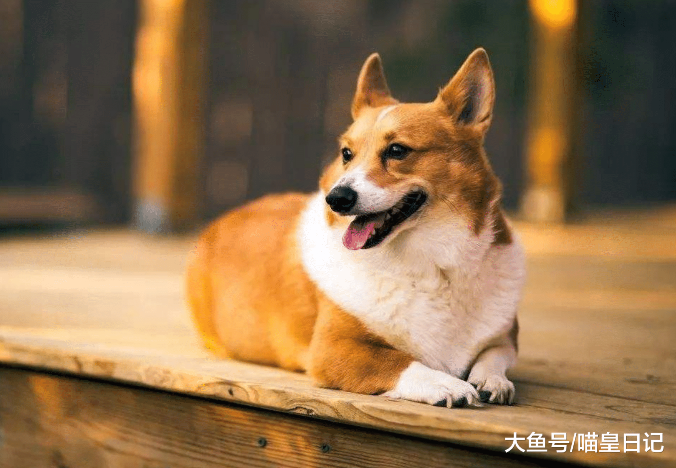 这三种习惯要从狗狗小的时候开始训练, 长大之后就来不及了!