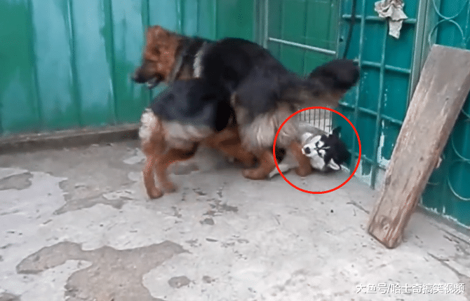 二哈欺负小德牧, 结果被狗妈看到, 最后被“母子俩”打趴了