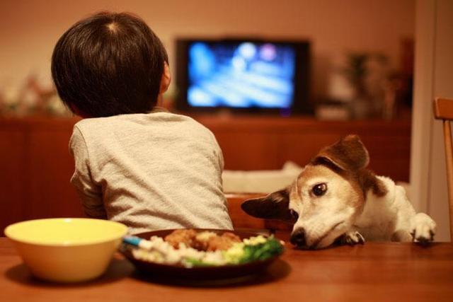 狗狗鼻子褪色怎么辦? 如何恢復黑亮鼻頭
