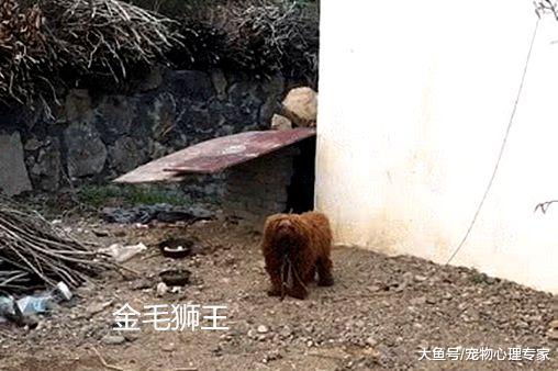 把泰迪送到乡下老家，半年后去接回，女子刚进门就直捂脸