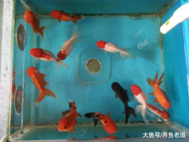 为什么换水后观赏鱼就死亡，除了大量换水之外还会有别的原因吗？