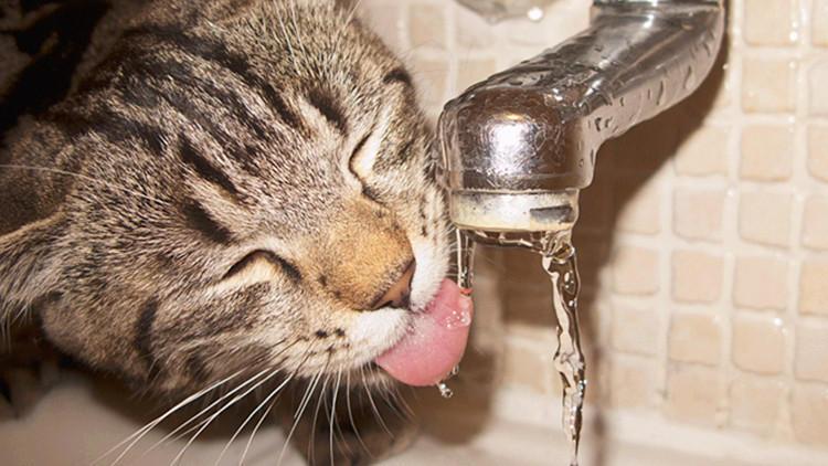 猫咪不爱喝水? 也许是铲屎官没用对方法