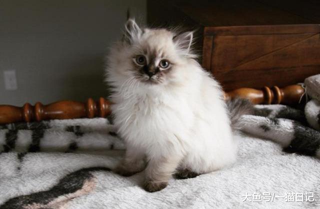 猫咪抬不起头、颈部屈曲，背后的潜在信息你需要知道！