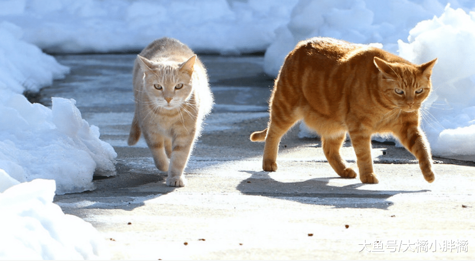 对陌生人容易亲近的5种猫咪，它们都是好脾气，有你家的猫咪吗？