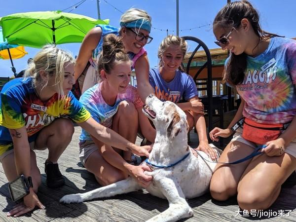 餐厅免费为即将安乐死的狗狗提供豪华大餐，最后它幸福的打了饱嗝