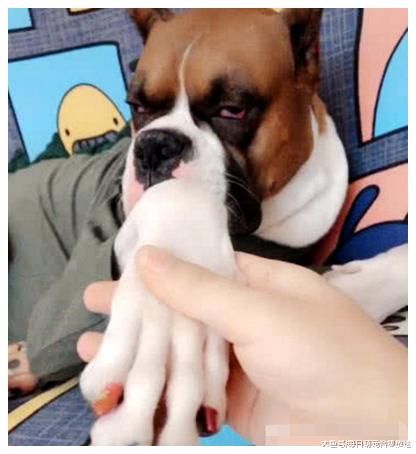 女子想要练习美甲，果断把狗狗拉了过来，一看狗狗的反应笑喷了