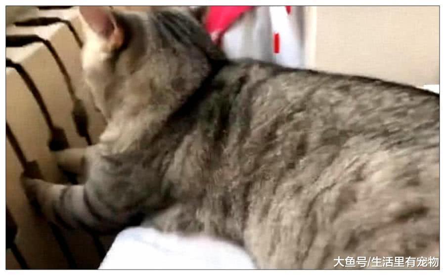 小猫把手伸进暖气片, 毛孩子也会冻手? 被发现的一刻笑喷了!