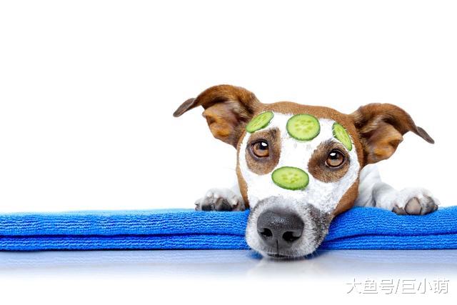 狗狗可以吃黄瓜吗？黄瓜低卡又营养，切成丁狗狗也爱吃