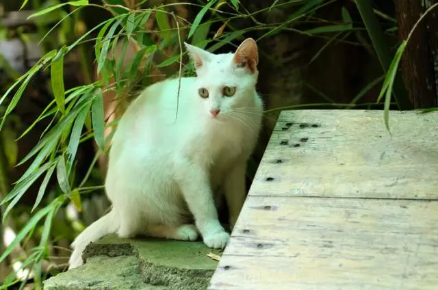 【逃城】猫的伊甸园