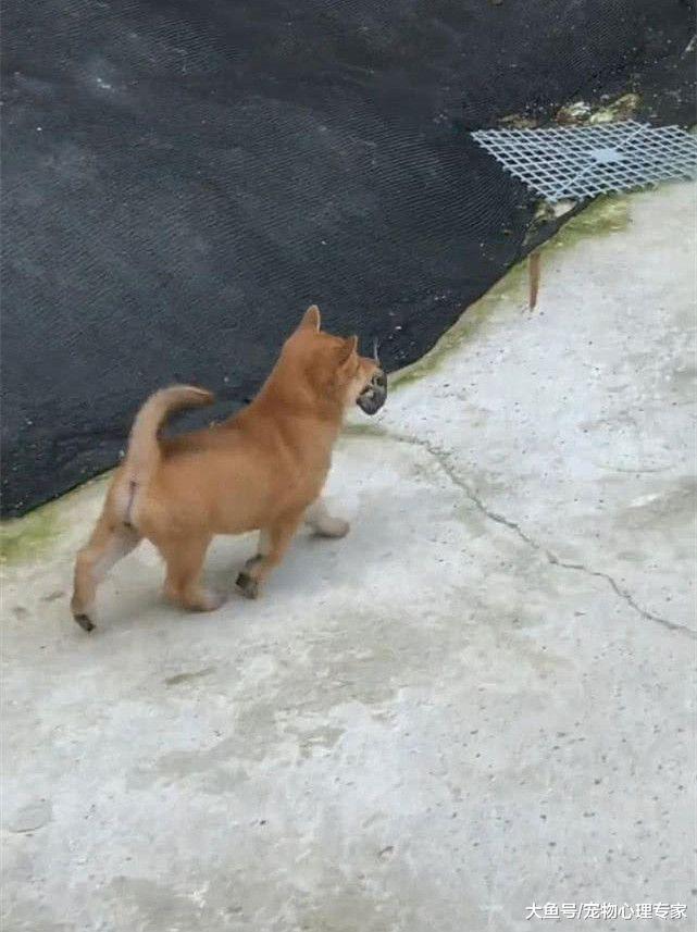 小土狗消失半天回来了，嘴里却叼着一个活物，蹲下一瞧脸都僵了